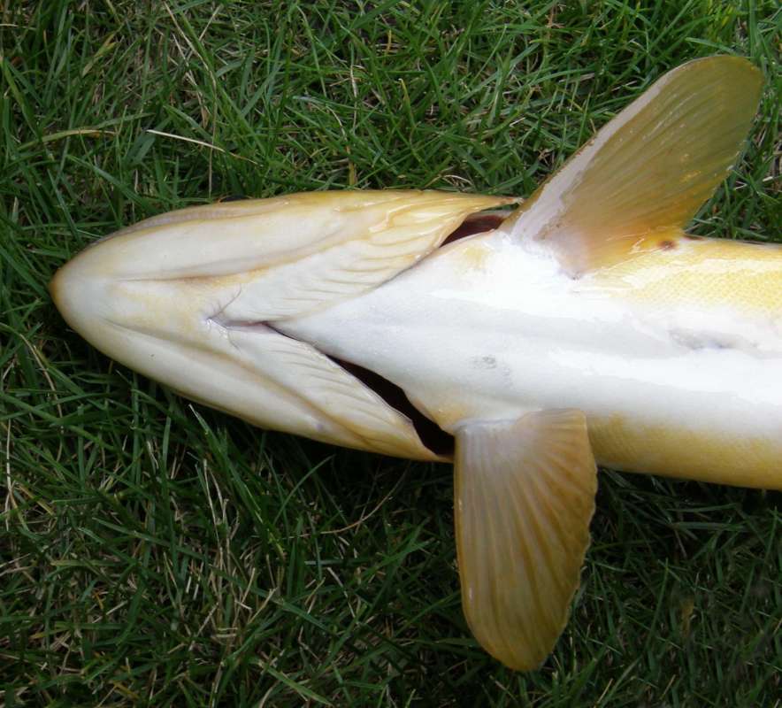 Underside<br>(Location of Picture: Leader Lake, Washington, 2014)