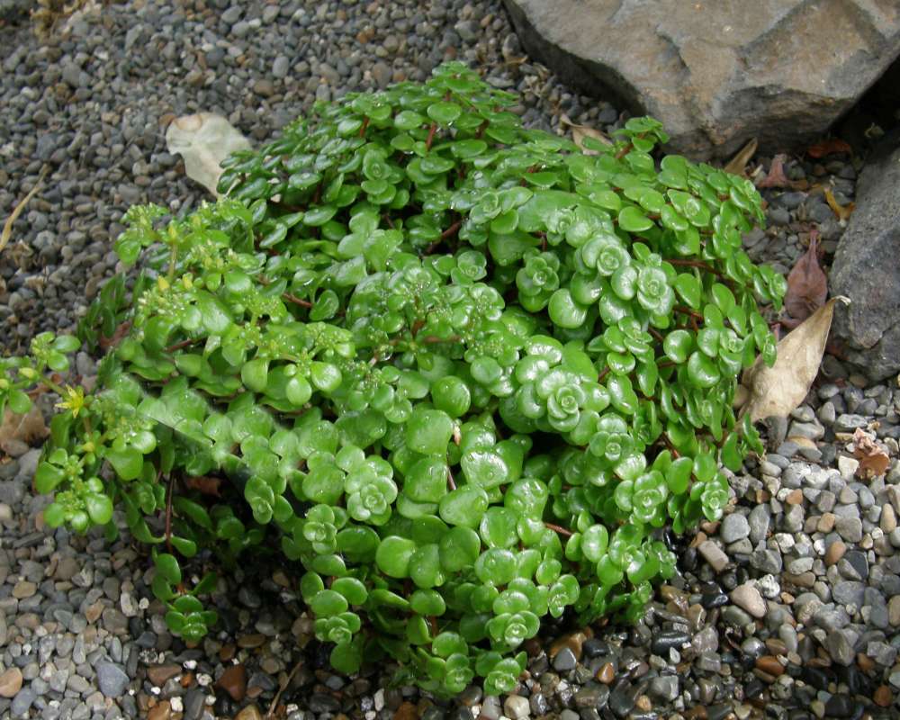 Silhouette<br>(Origin of the Specimen: Manito Garden, Wa., USA, 2014)
