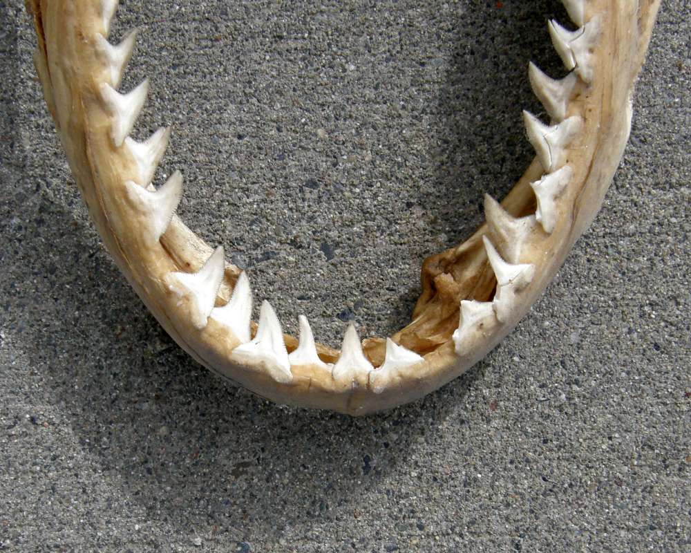 Close Viw<br>(Origin of the Specimen: Private - Okanogan, Wa. 2014)
