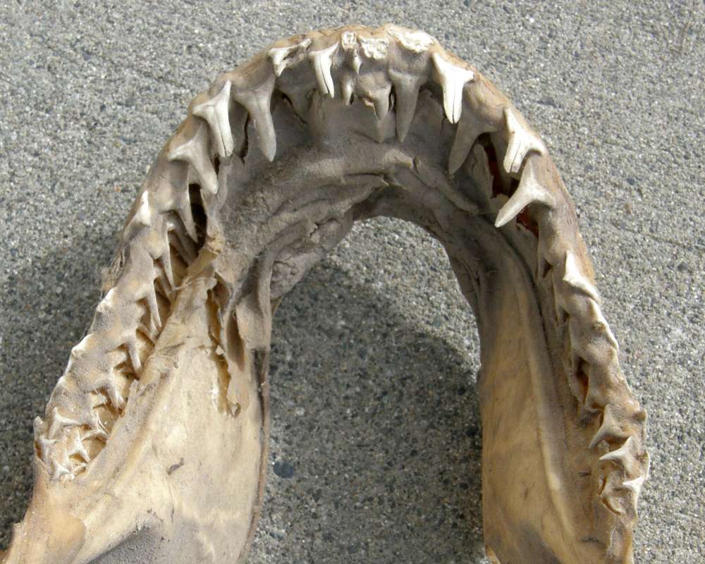 View Inside<br>(Origin of the Specimen: Private - Okanogan, Wa. 2014)