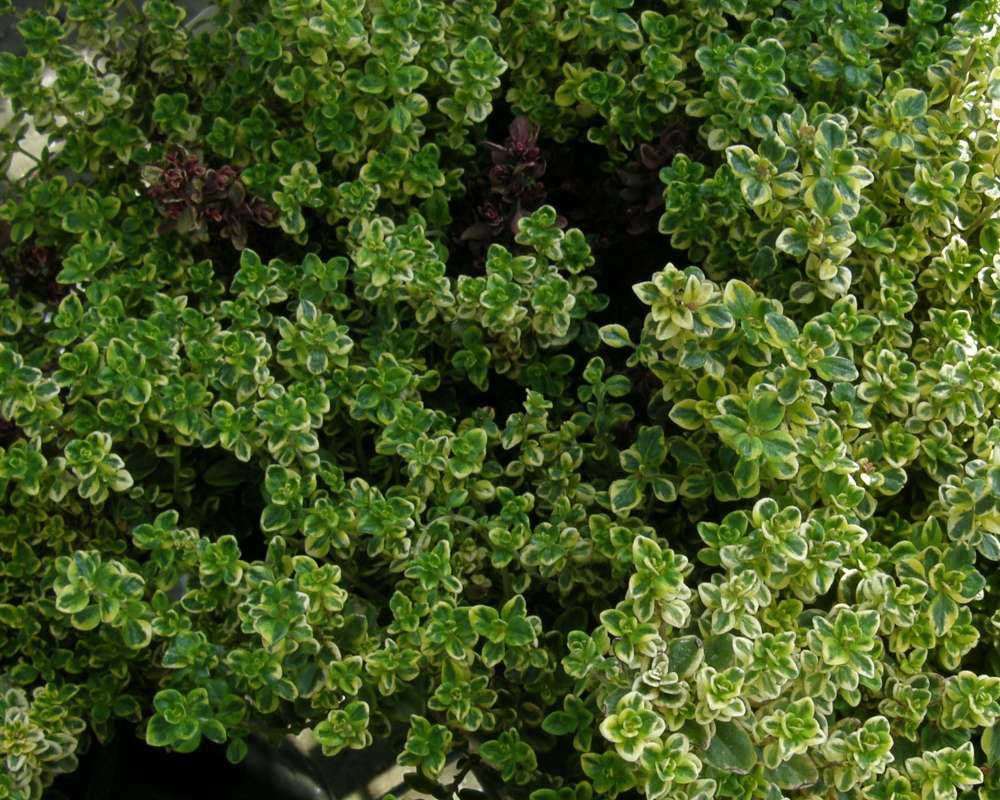 Leaves<br>(Origin of the Specimen: Home Depot, 2014)