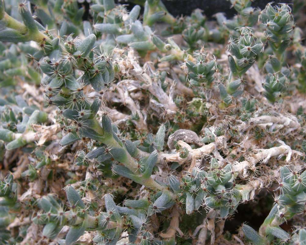Carpet Flowers<br>(Location of Picture: Home Depot, 2014)