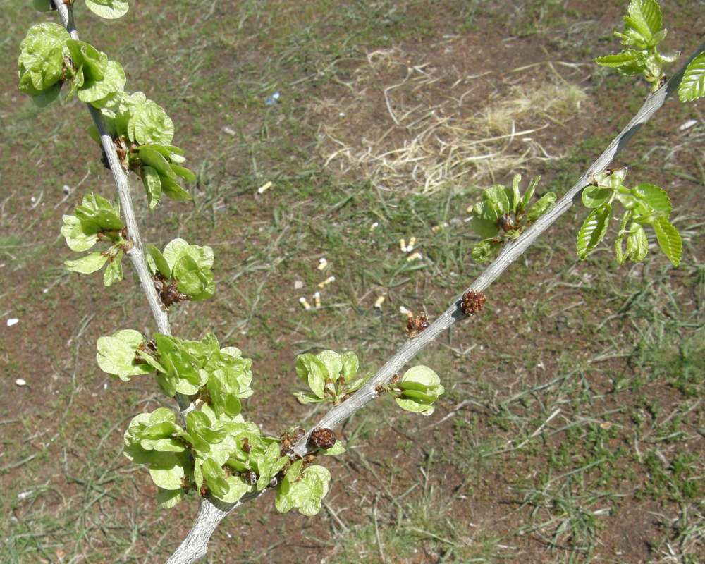 Spring Twig<br>(Location of Picture: Near Colombia River, 2014)