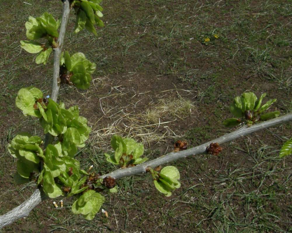 Seed<br>(Location of Picture: Near Colombia River, 2014)