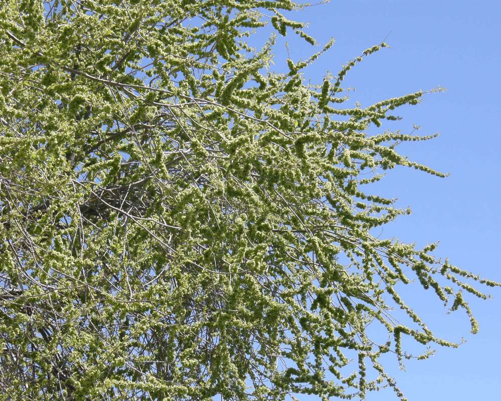 Spring Branches<br>(Location of Picture: Near Colombia River, 2014)