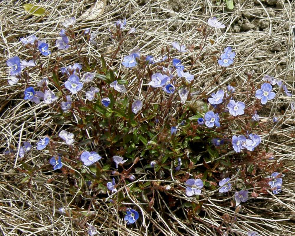 Silhouette<br>(Location of Picture: Manito Garden, Wa., USA, 2014)