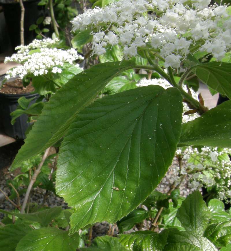 Leaf<br>(Origin of the Specimen: Shady Creek Nursery, Wa,, USA, 2014)
