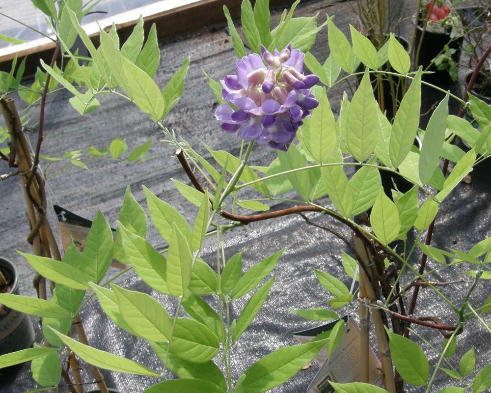 Top in Bloom<br>(Origin of the Specimen: Shady Creek Nursery, Wa., USA, 2014)