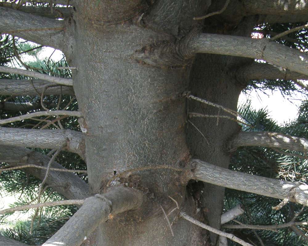 Bark<br>(Location of Picture: Okanogan, Wa, Spring 2016)