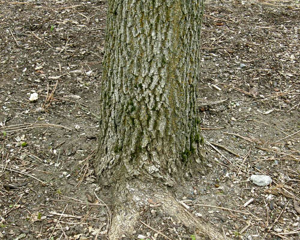 Trunk<br>(Location of Picture: Finch, Spokane, Wa. Spring 2016)