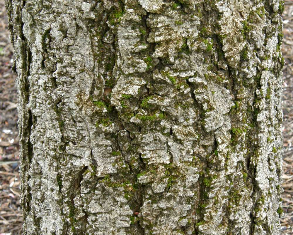 Bark - Close View<br>(Location of Picture: Finch, Spoikane, Wa. Spring 2016)