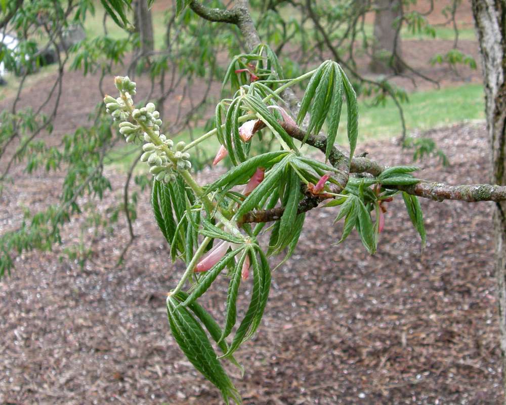 Pre Bloom<br>(Location of Picture: Finch, Spoikane, Wa. Spring 2016)