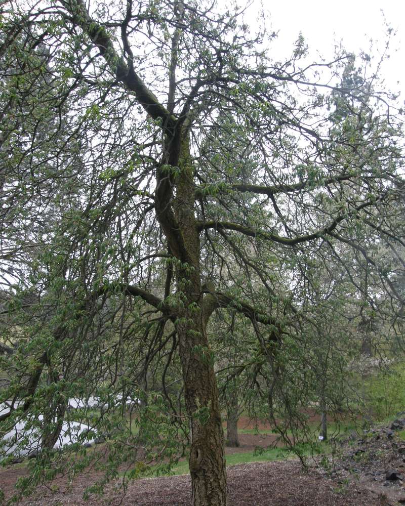 Silhouette<br>(Location of Picture: Finch, Spoikane, Wa. Spring 2016)