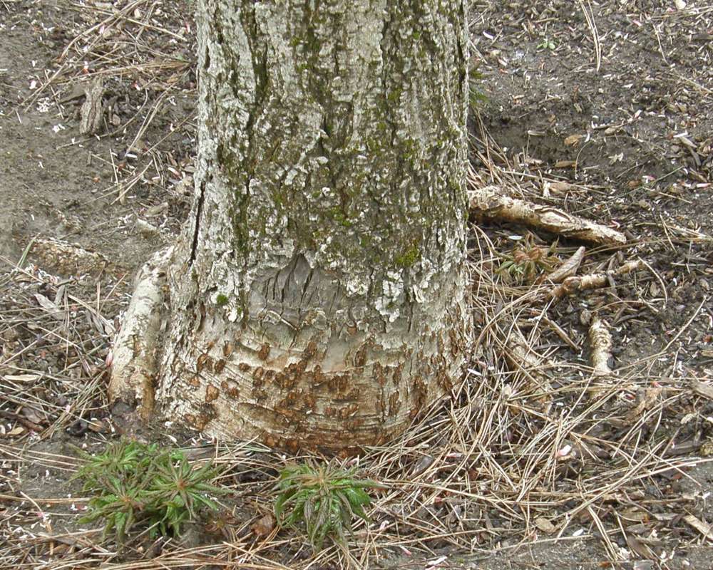 Base of Trunk<br>(Location of Picture: Finch, Spoikane, Wa. Spring 2016)