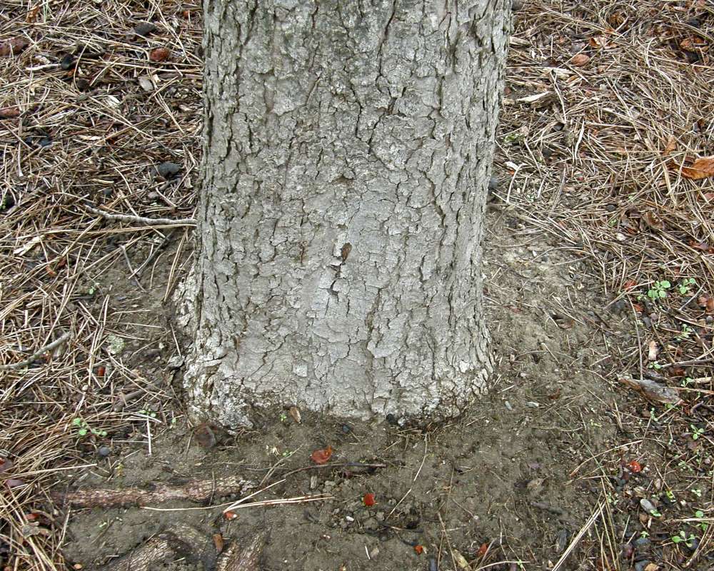 Trunk<br>(Location of Picture: Finch, Spokane, Wa., Spring 2016)