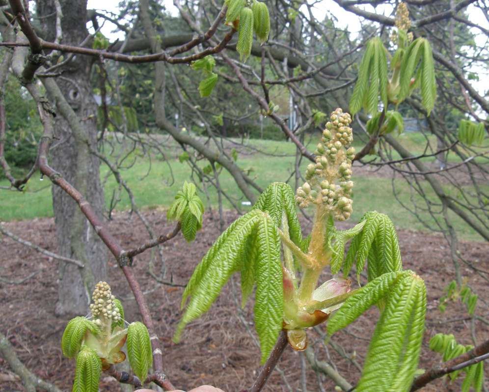 Pre-Bloom<br>(Location of Picture: Finch, Spokane, Wa., Spring 2016)
