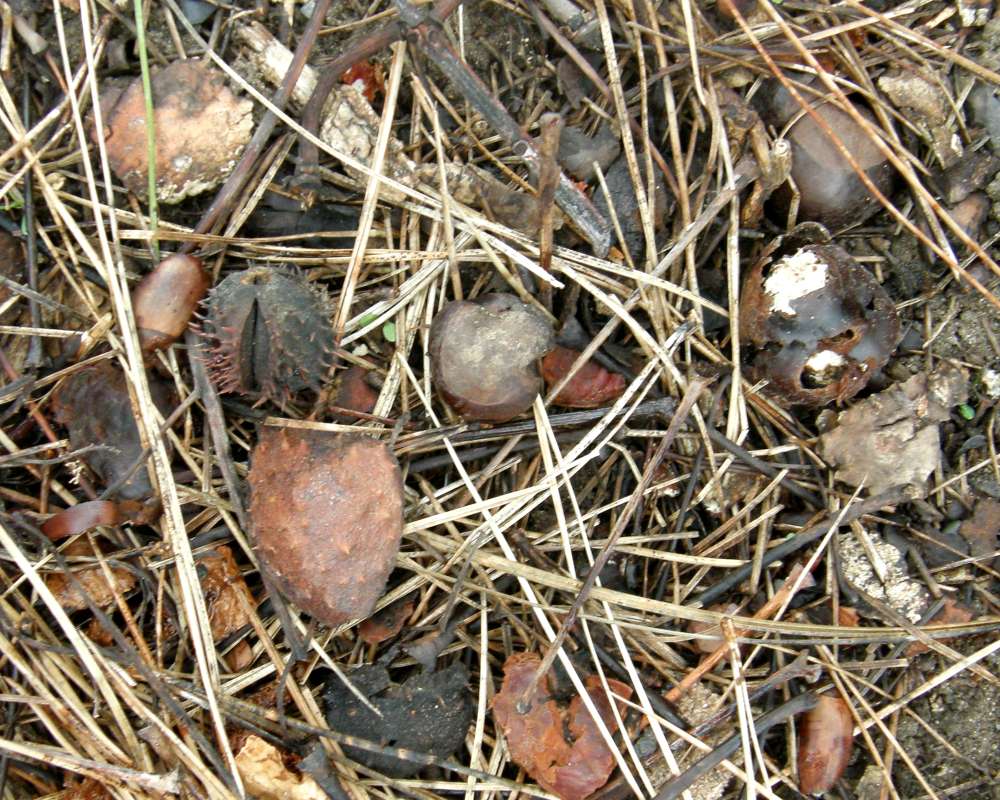 Nuts<br>(Location of Picture: Finch, Spokane, Wa., Spring 2016)