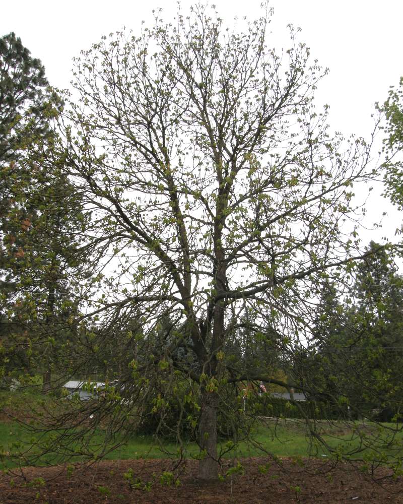 Silhouette<br>(Location of Picture: Finch, Spokane, Wa., Spring 2016)