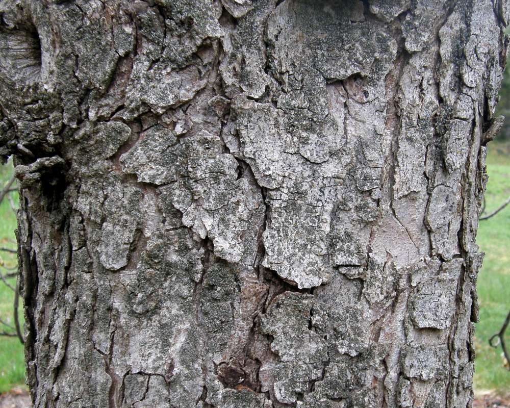 Bark<br>(Location of Picture: Finch, Spokane, Wa., Spring 2016)