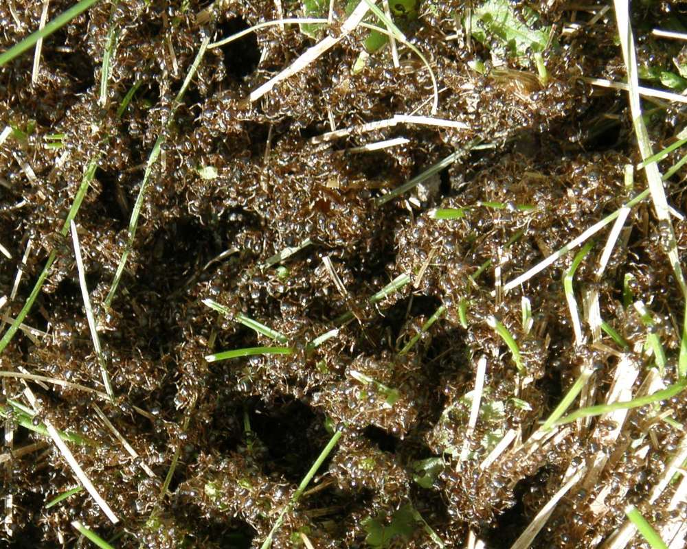 Closer View<br>(Location of Picture: Okanogan, Wa., USA, Spring 2016)