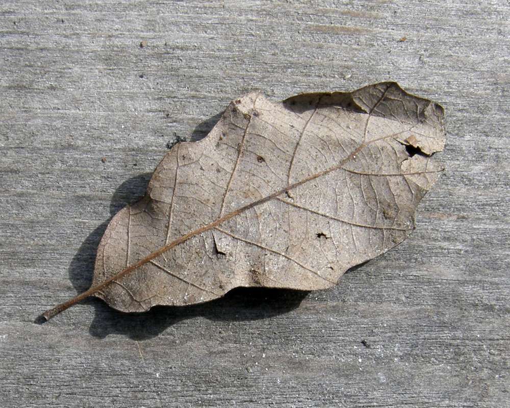 Fall Leaf Ventral View<br>(Location of Picture: Omak, Washington, Spring 2016)
