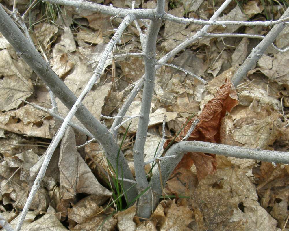 Young Tree<br>(Location of Picture: Omak, Washington, Spring 2016)