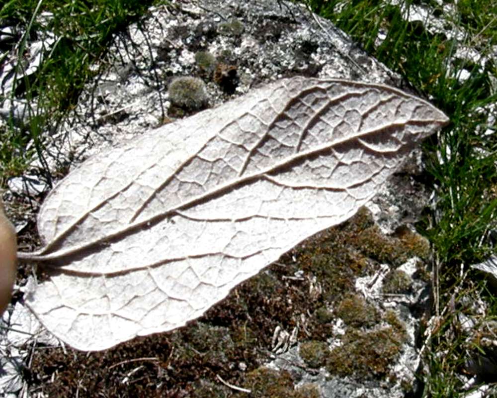 Leaf - Ventral View<br>(Location of Picture: Columbia Washington, Spring 2016)
