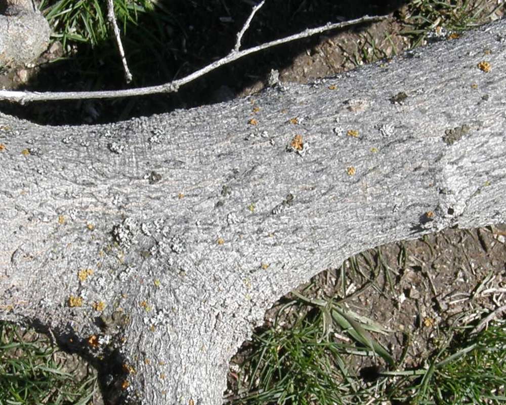 Branch<br>(Location of Picture: Columbia Washington, Spring 2016)