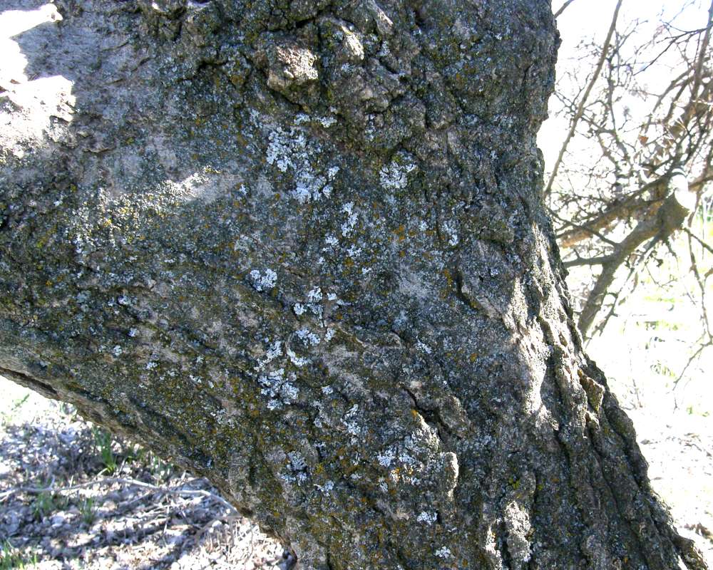 Bark<br>(Location of Picture: Columbia Washington, Spring 2016)