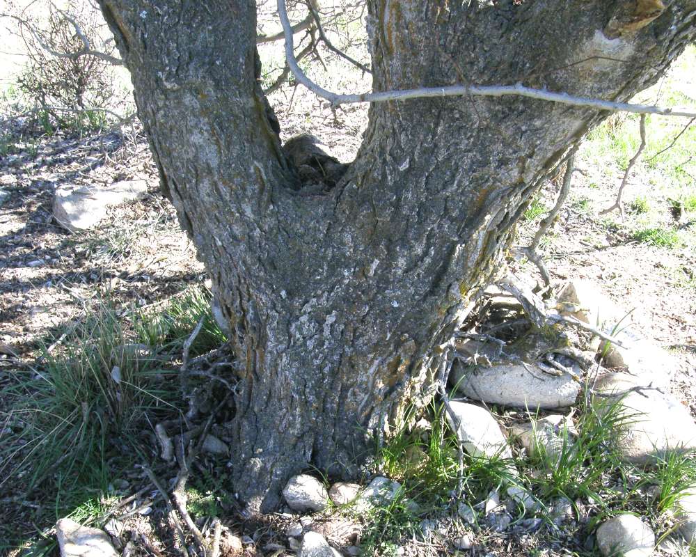 Trunk<br>(Location of Picture: Columbia Washington, Spring 2016)