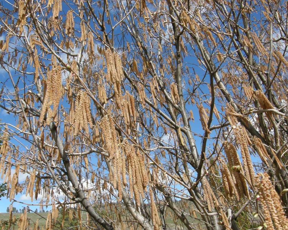 Male - Flower<br>(Location of Picture: Okanogan, Was, USA, Spring 2016)