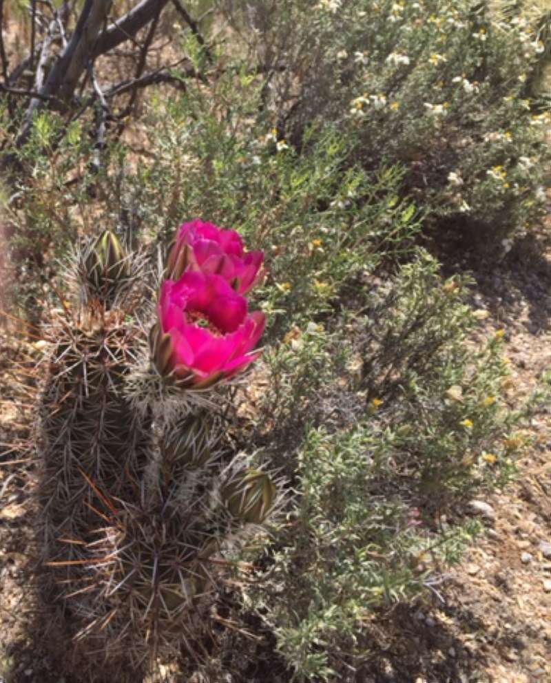 Top of Plant in Bloom<br>(Location of Picture: Tucson, Arizona, Spirng 2016)