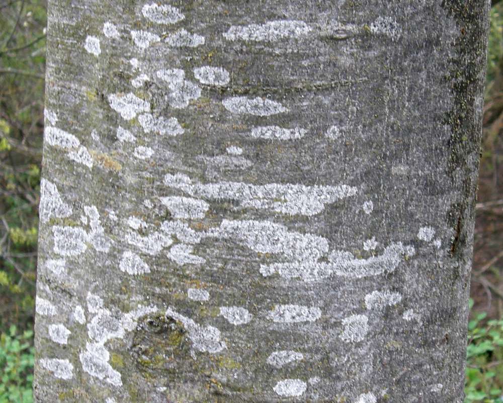 Bark<br>(Location of Picture: Finch, Spoikane, Spring 2016)