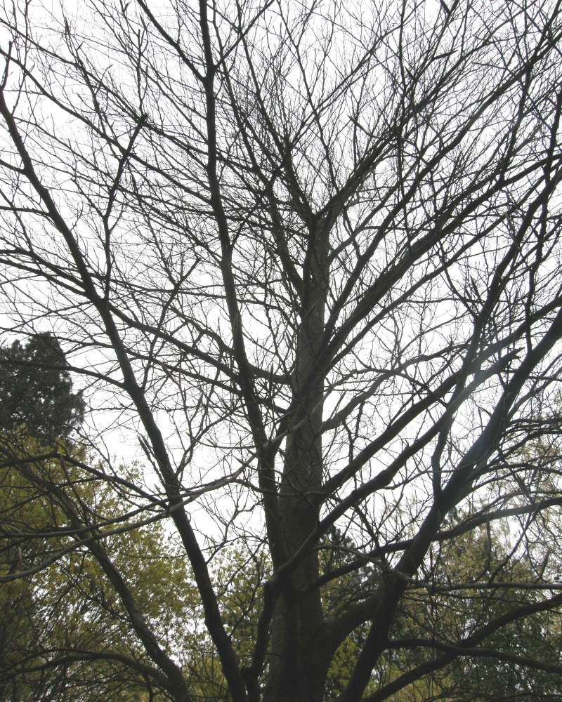 Spring Silhouette<br>(Location of Picture: Finch, Spoikane, Spring 2016)