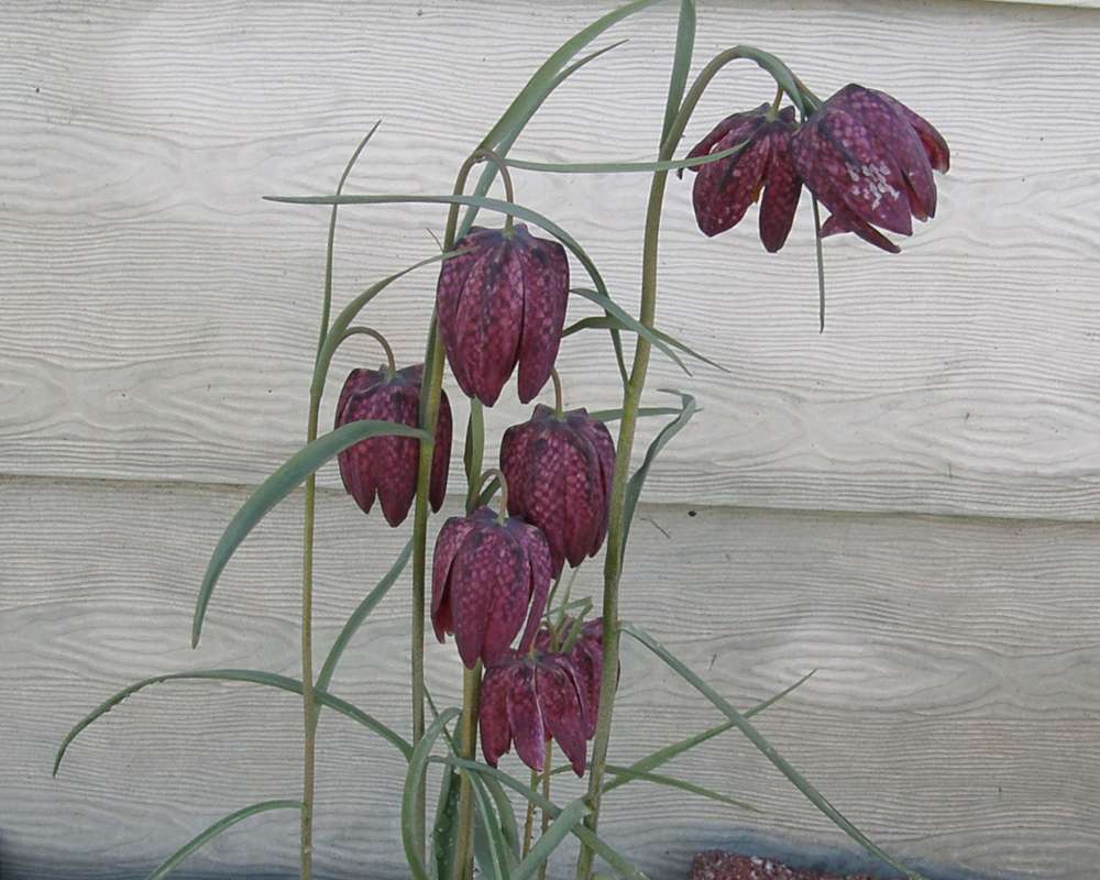 Top of Plant in Bloom<br>(Location of Picture: Garden Okanogan, Wa., USA,2016)