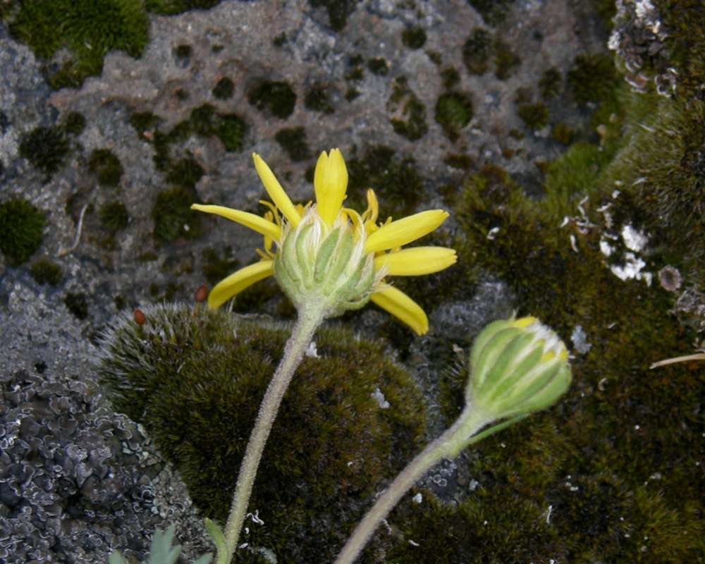 Flower Rear/Side<br>(Location of Picture: Creston, Washington, USA, 2016)