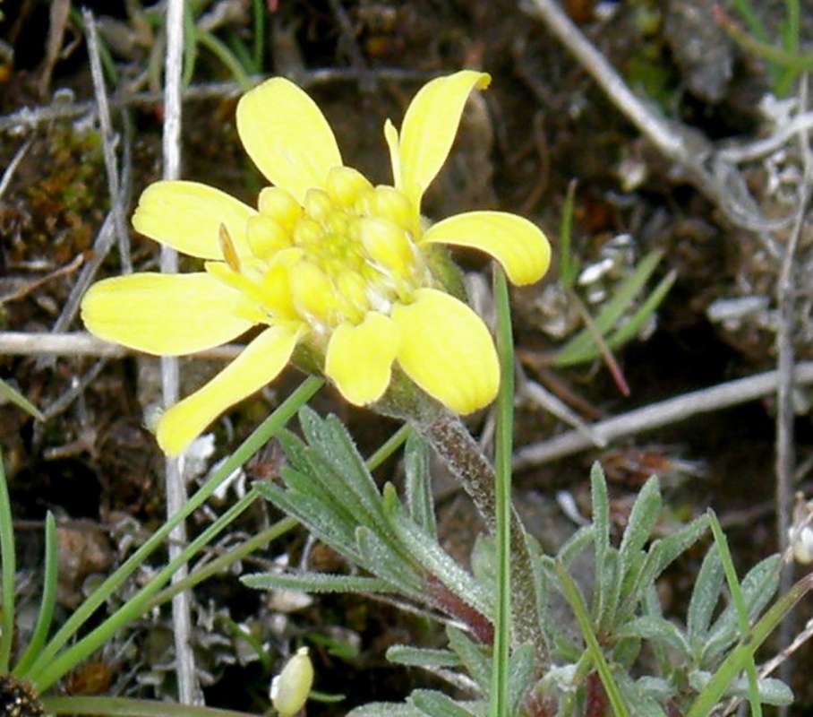 Flower - Front View<br>(Location of Picture: Creston, Washington, USA, 2016)