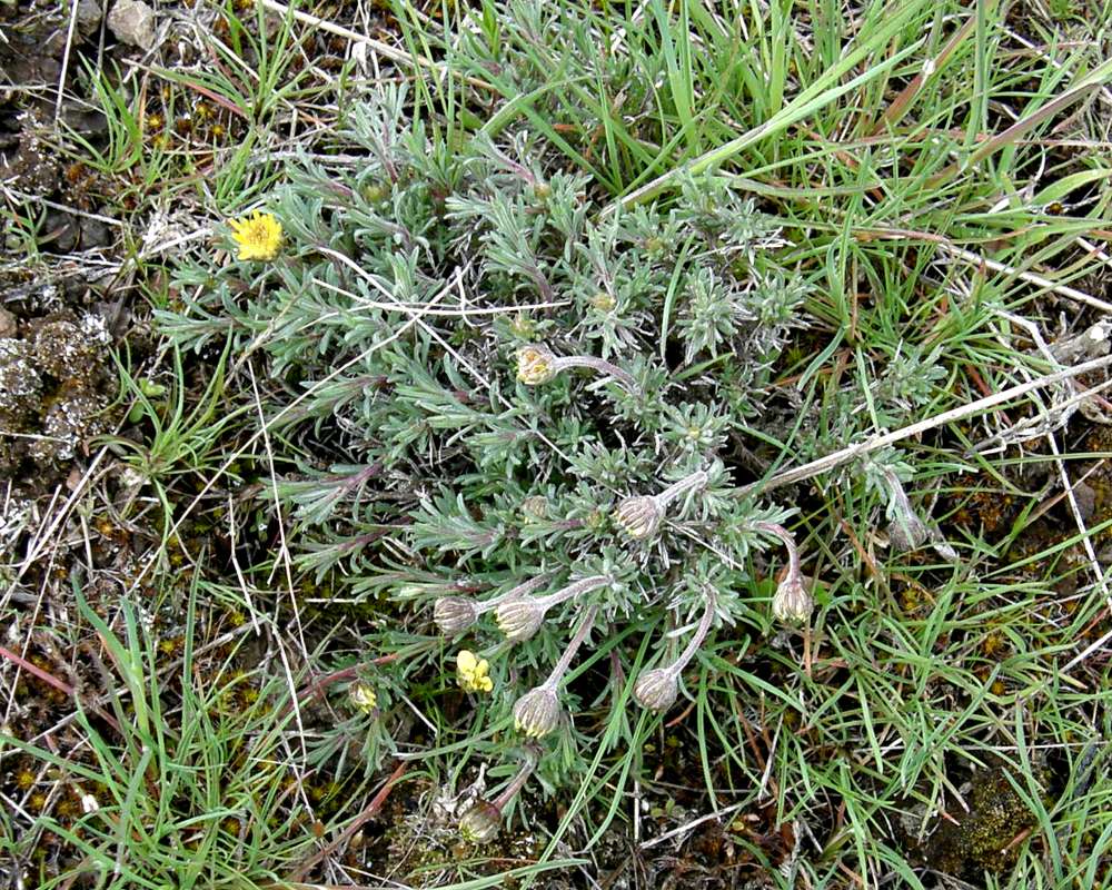 Top of Plant in Bloom<br>(Location of Picture: Creston, Washington, USA, 2016)