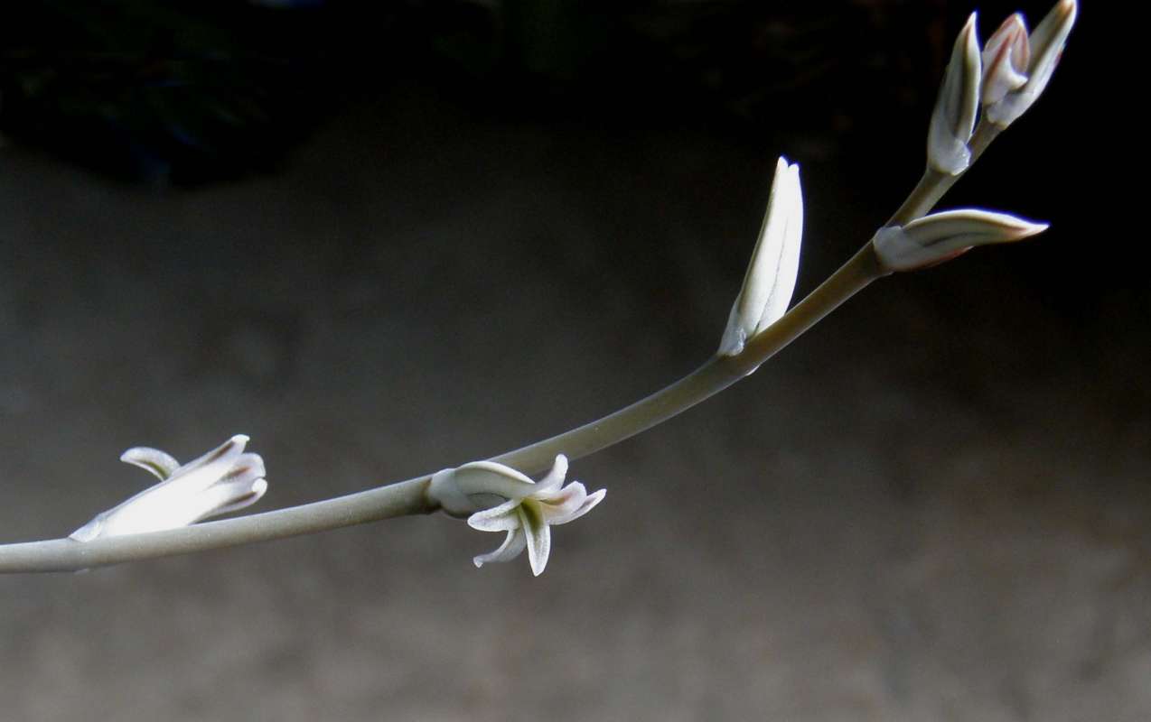 Top of Plant in Bloom<br>(Location of Picture: Okanogan, Wa., USA, Spring 2016)