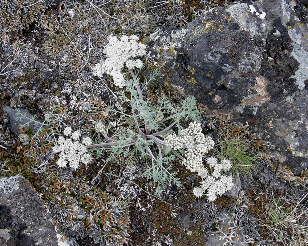 Top of Plant in Bloom<br>(Location of Picture: Creston, Washington, Spring 2016)