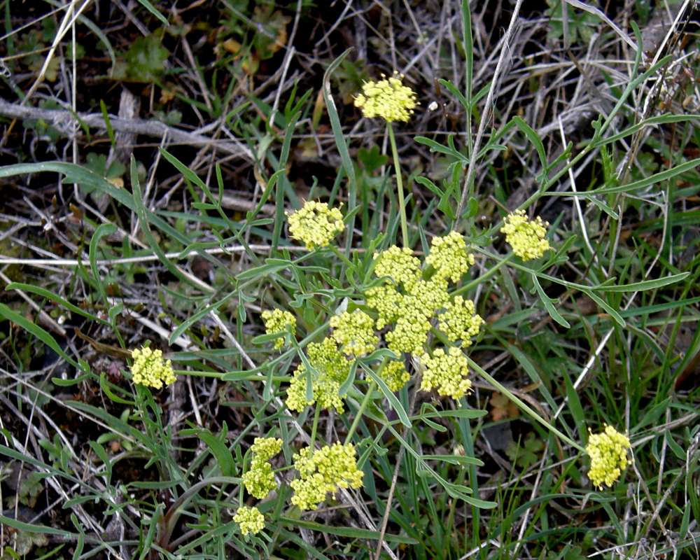 Top of Plant in Bloom<br>(Location of Picture: Creston, Washington, Spring 2016)