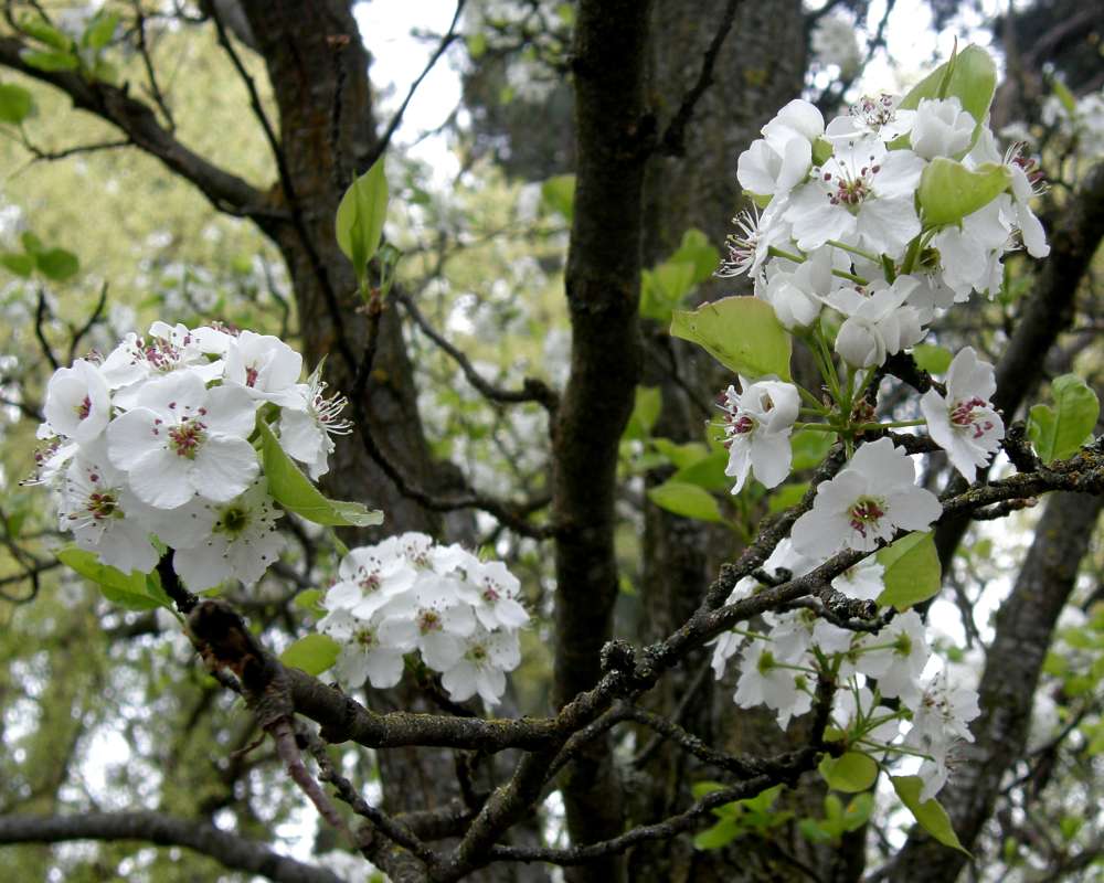 Flowers<br>(Location of Picture: Finch, Spokane, Wa., USA, 2016)