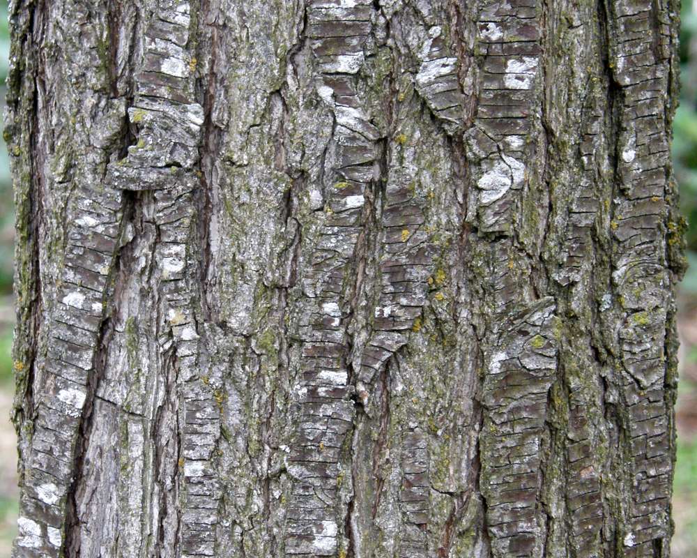 Bark<br>(Location of Picture: Finch, Spokane, Wa., USA, 2016)