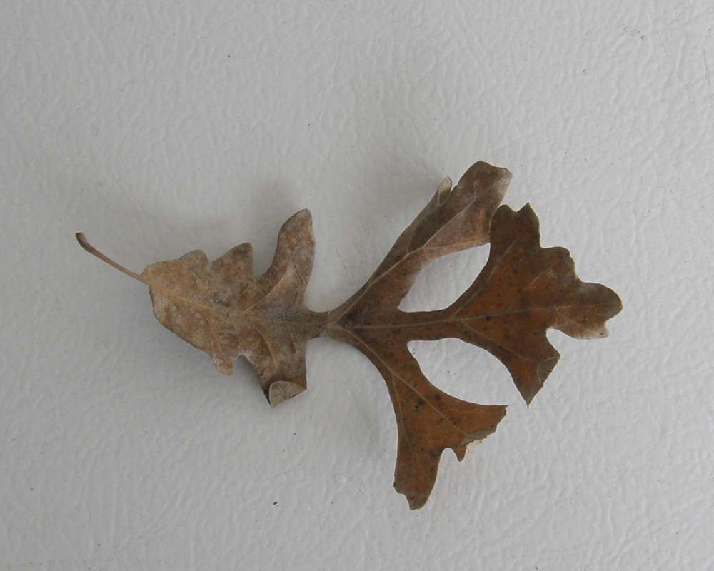 Leaf - Dorsal View<br>(Location of Picture: Omak, Washington, Ornamental, April)