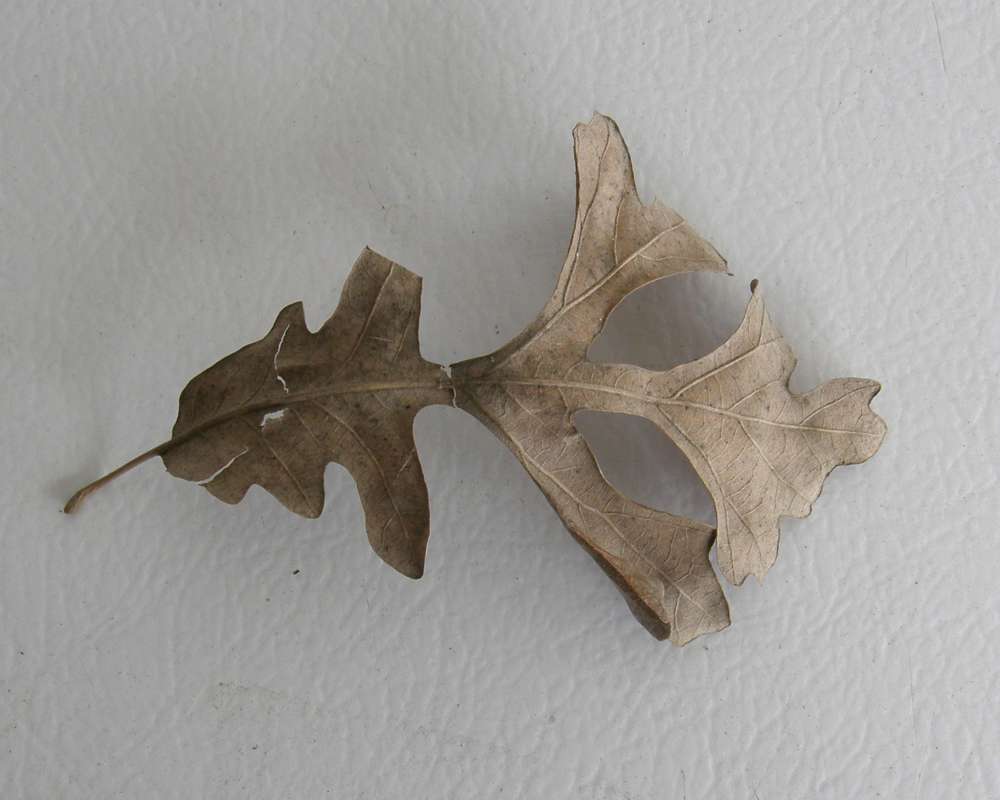 Leaf - Ventral View<br>(Location of Picture: Omak, Wa., Ornamental, Spring 2016)