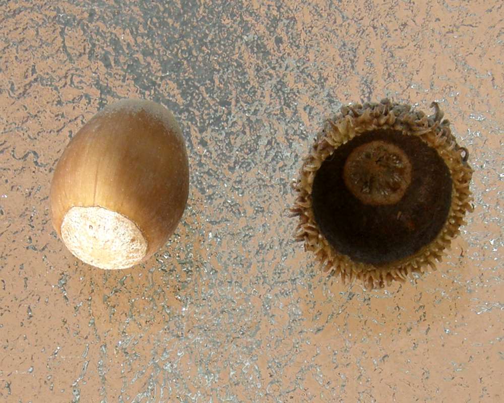 Open Cup and Nut<br>(Location of Picture: Omak, Wa., Ornamental, Spring 2016)