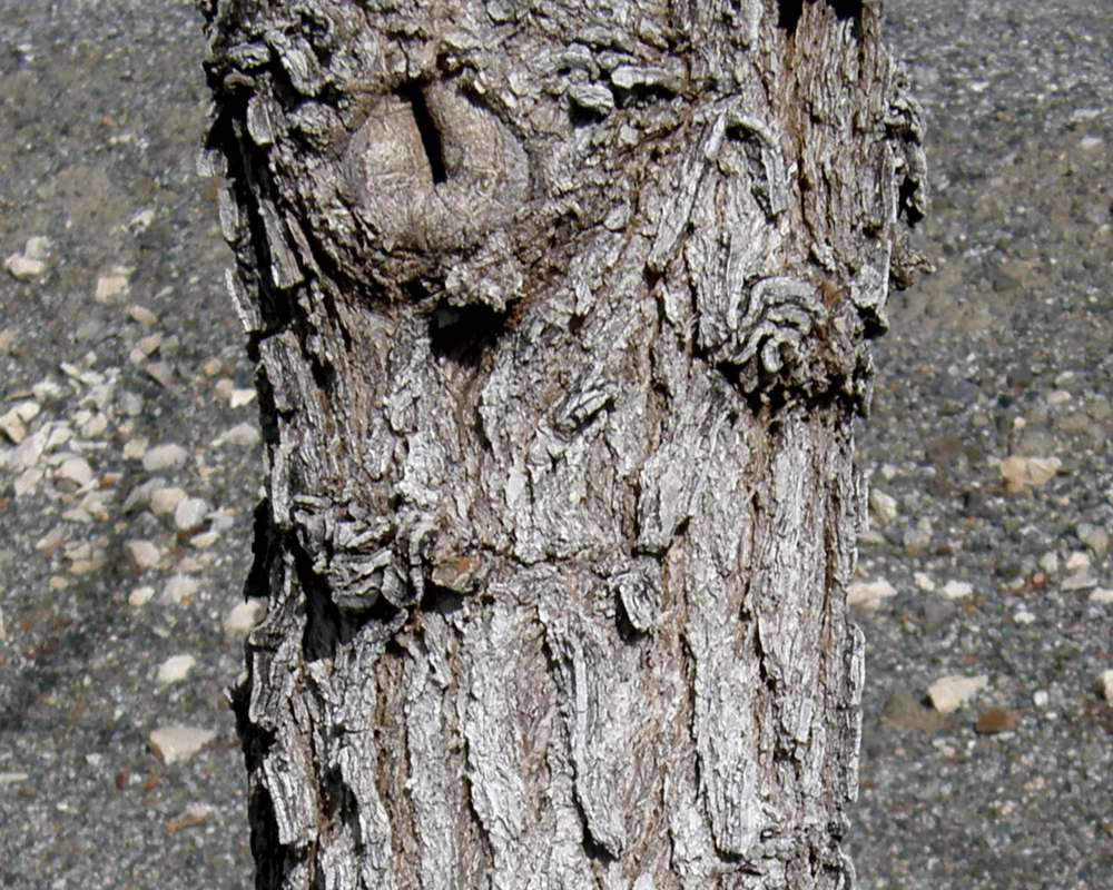 Bark<br>(Location of Picture: Omak, Wa., Ornamental, Spring 2016)