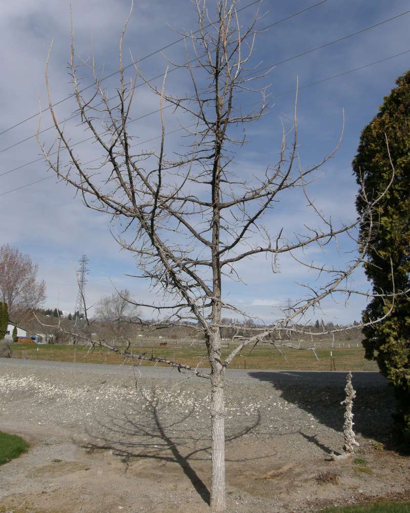 Silhouette - Young Tree<br>(Location of Picture: Omak, Wa., Ornamental, Spring 2016)