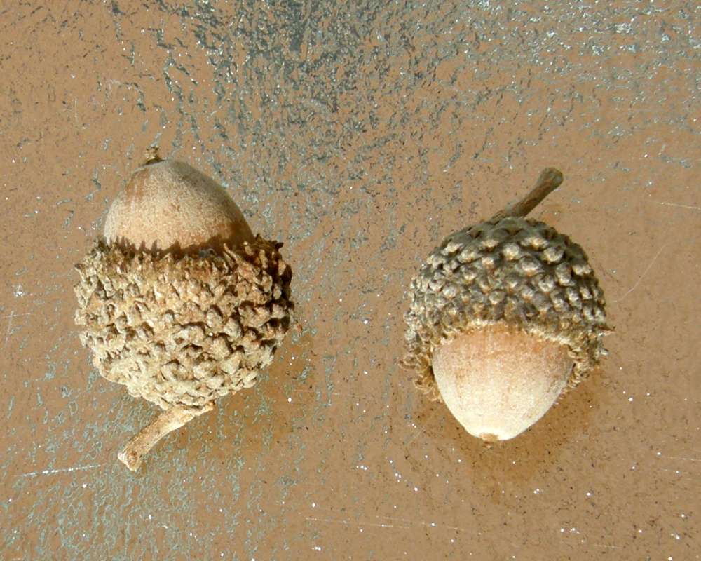 Acornis in Cup<br>(Location of Picture: Omak, Wa., Ornamental, Spring 2016)