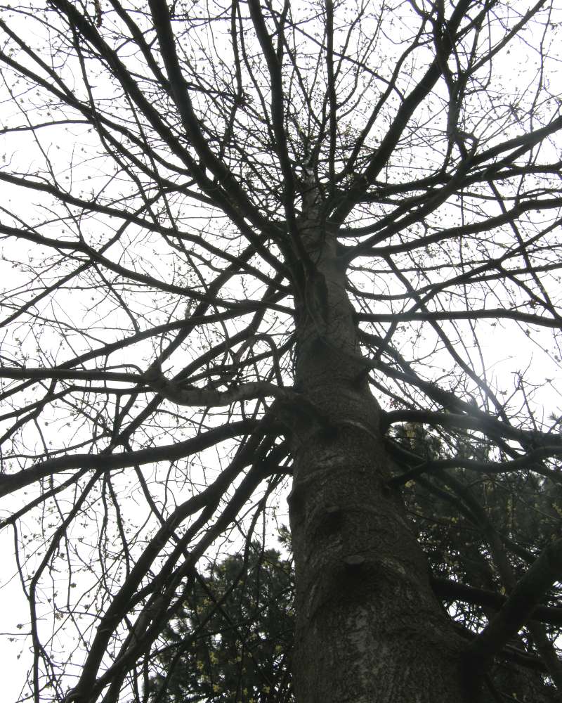 Large Trunk, Small Branches<br>(Origin of the Specimen: Finch, Spokane, Wa., Spring 2016)